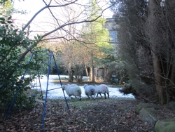 5anarchist sheep in our garden, Pennines